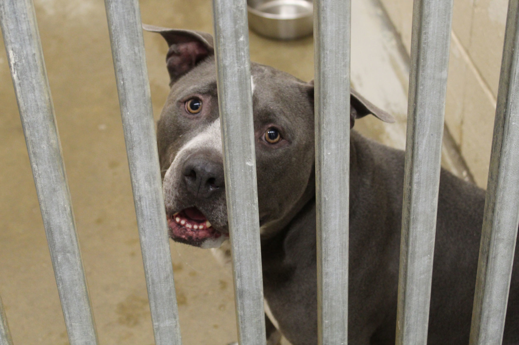Donation a wash at Lake County Animal Shelter